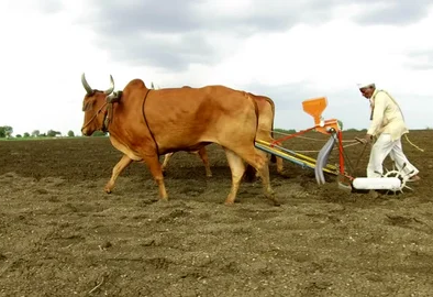 Wheat Sowing