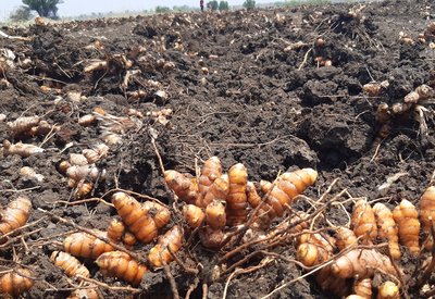 Turmeric Harvesting