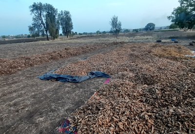 Turmeric Sun Drying