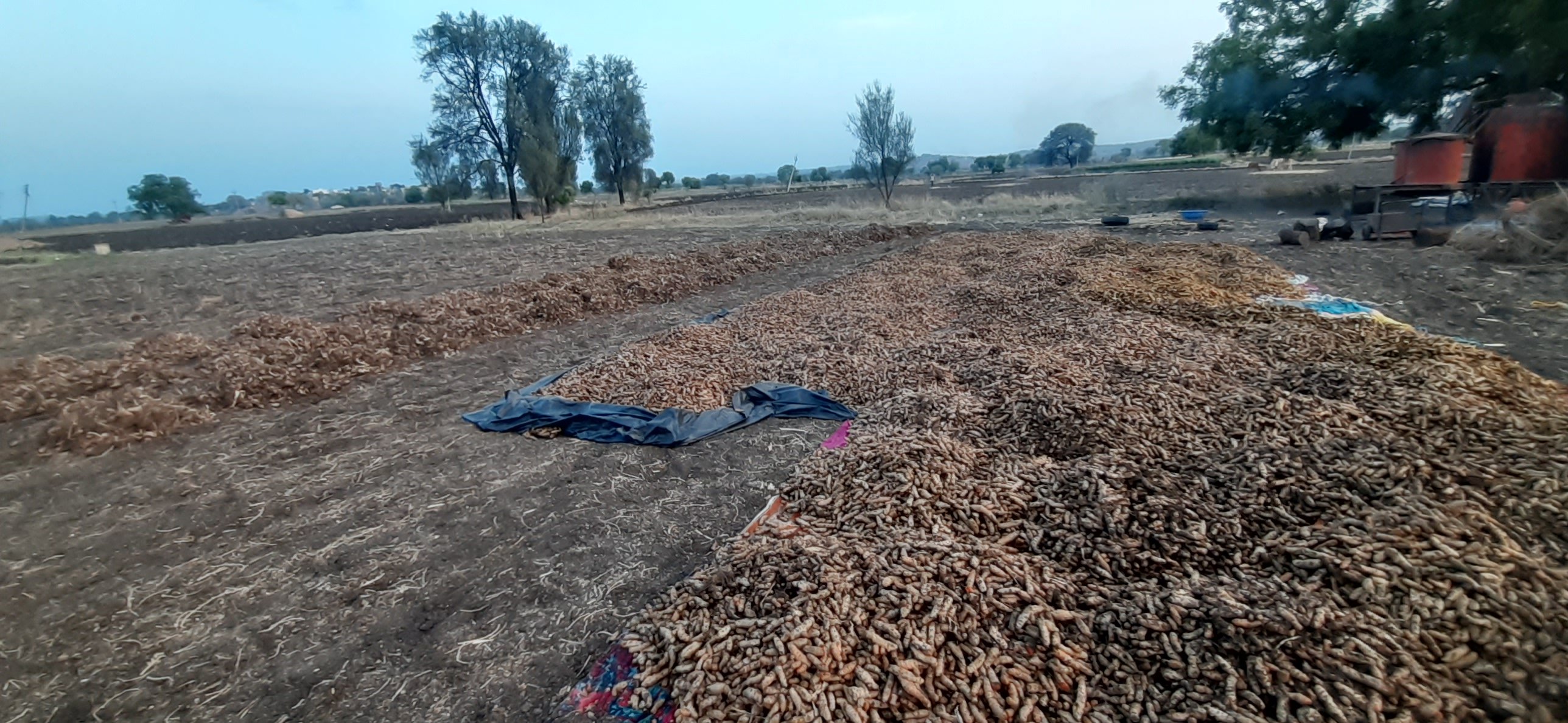 Turmeric Sun Drying