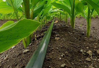 Turmeric Irrigation