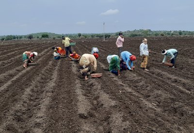 Turmeric Sowing