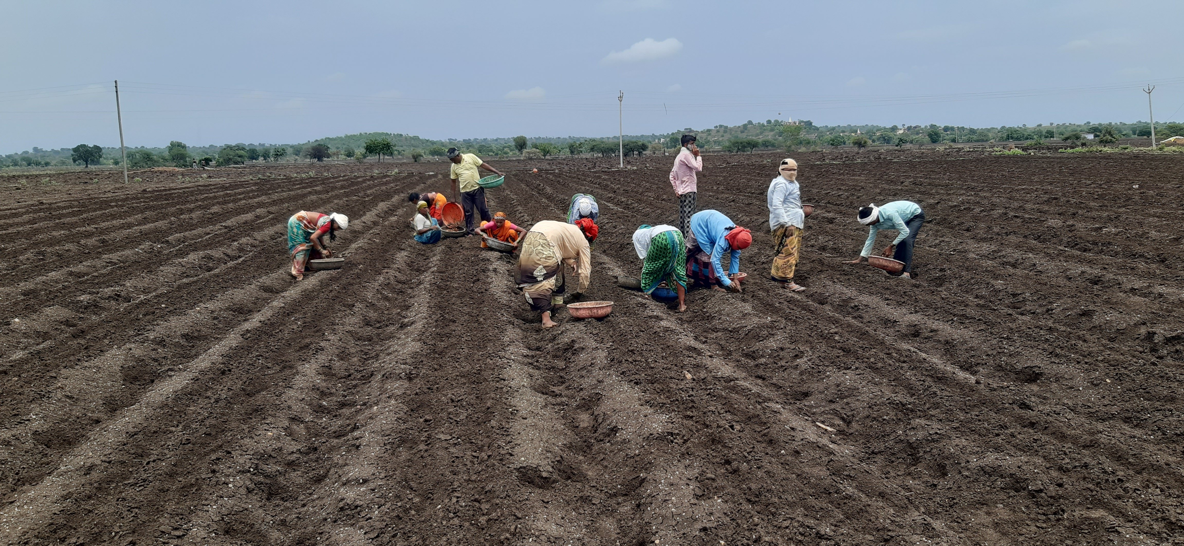 Turmeric Sowing