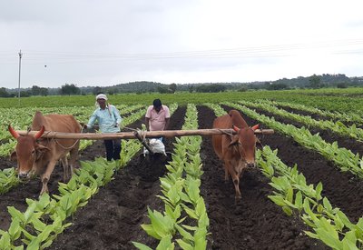 Turmeric Cultivation