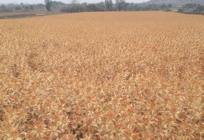 Mature Stage Of Safflower