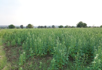 Flowering Stage Of Sesame