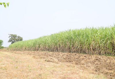 Jaggery Cultivation