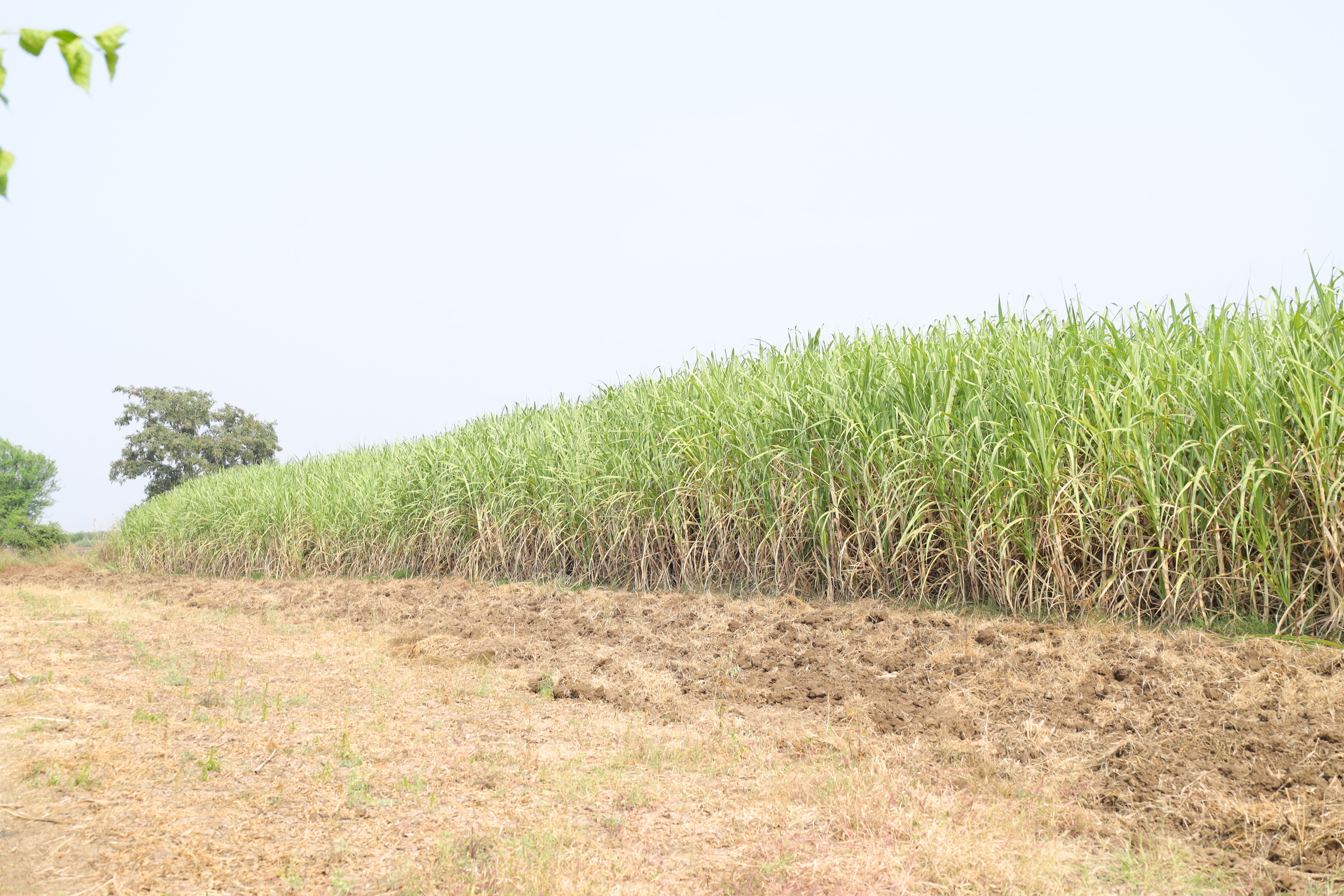 Jaggery Cultivation