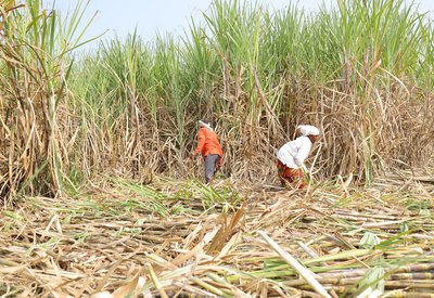 Jaggery Harvesting