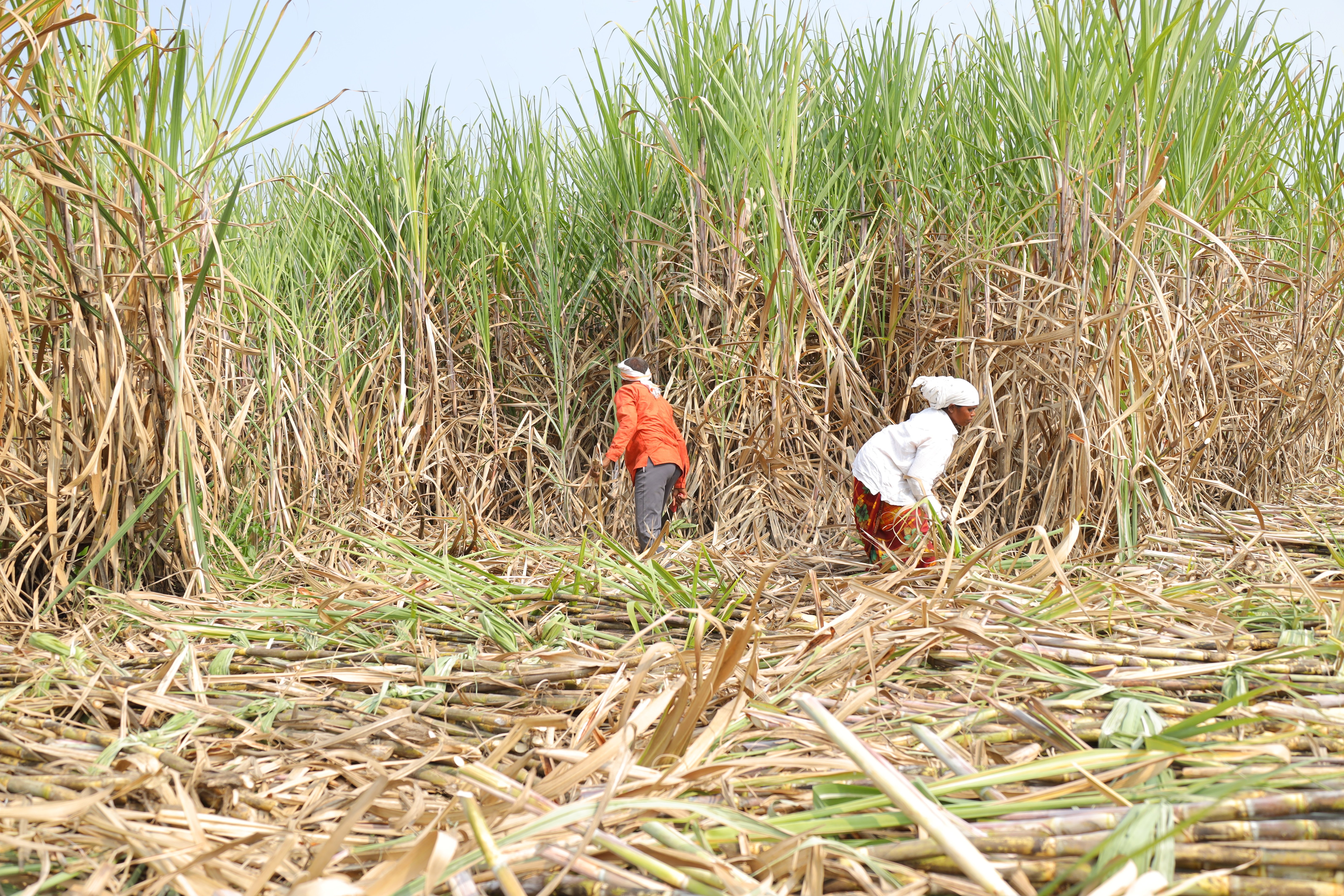 Jaggery Harvesting