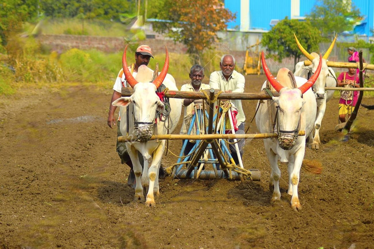 Jowar Sowing