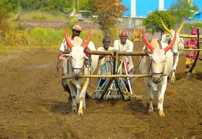 Jowar Sowing