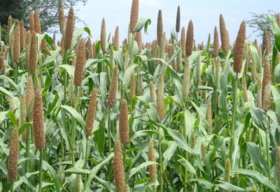 Bajri Cultivation