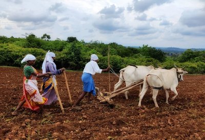 Bajra Sowing