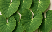 Colocasia Leaves-1