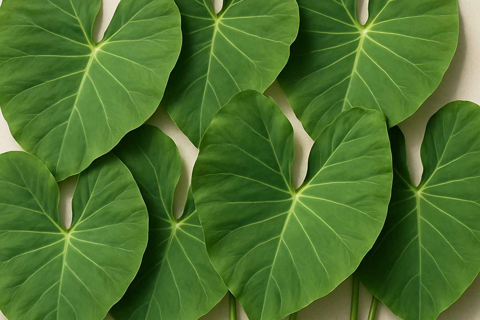 Colocasia Leaves-1