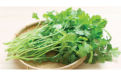 Coriander leaves-1