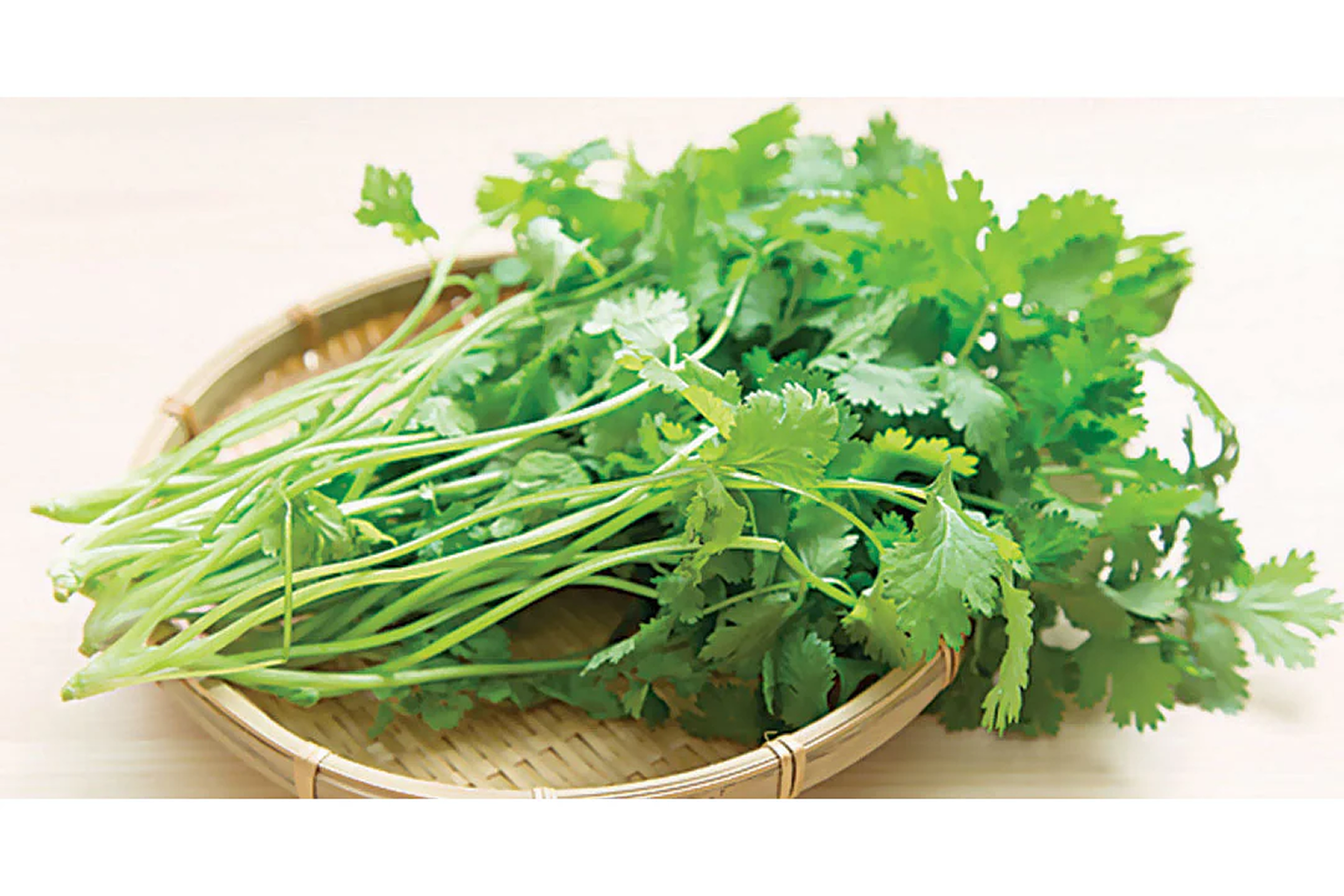 Coriander leaves-1