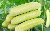 Cucumber white