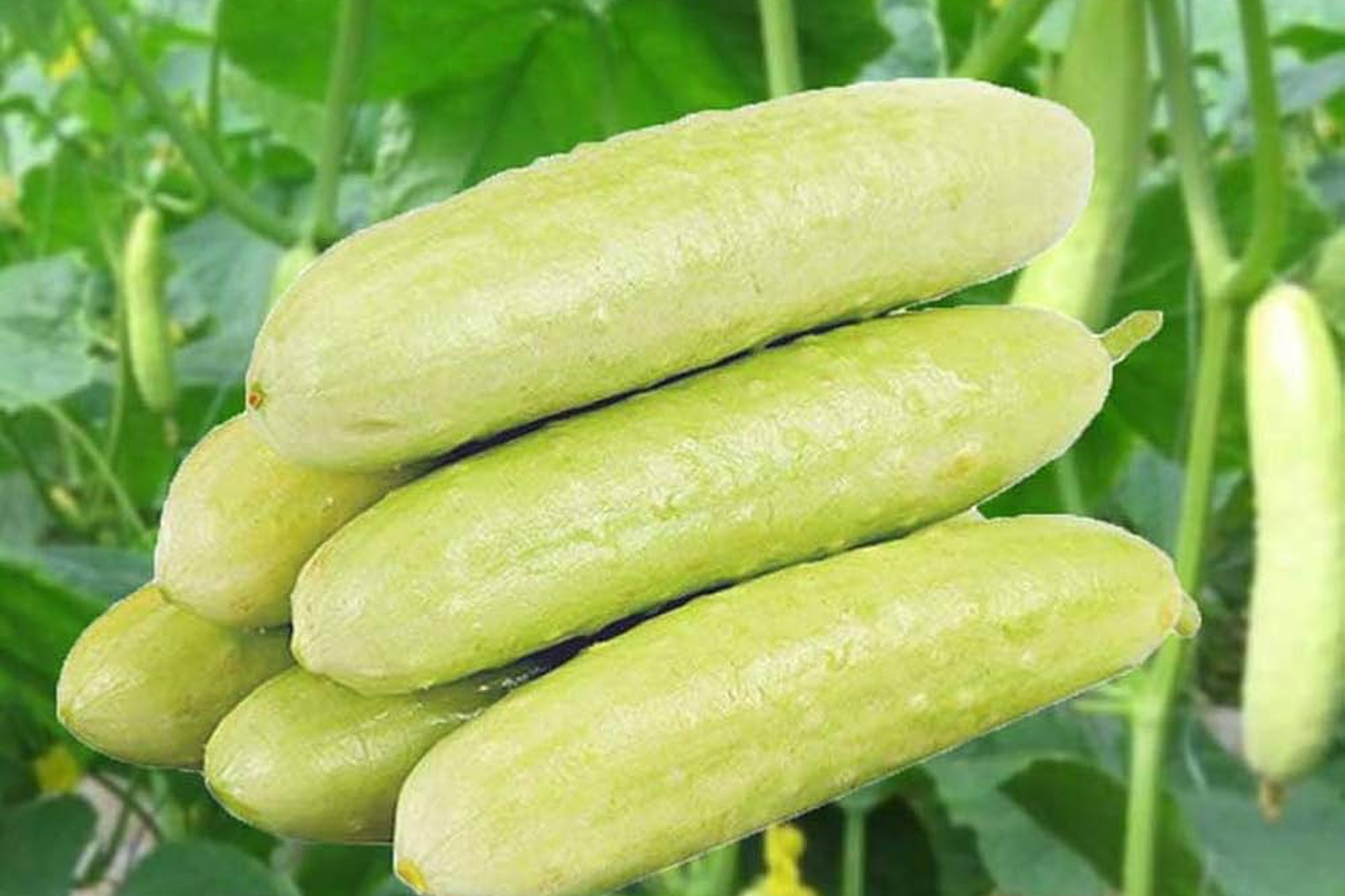 Cucumber white