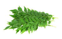 Curry leaves-1