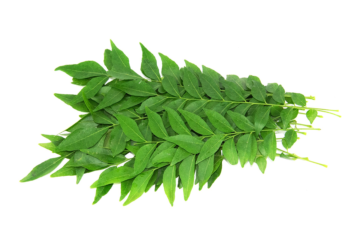 Curry leaves-1