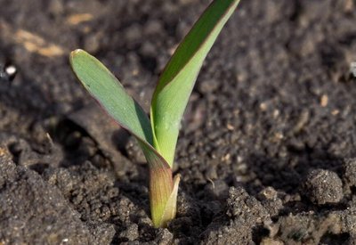 Germination Stage of Jowar