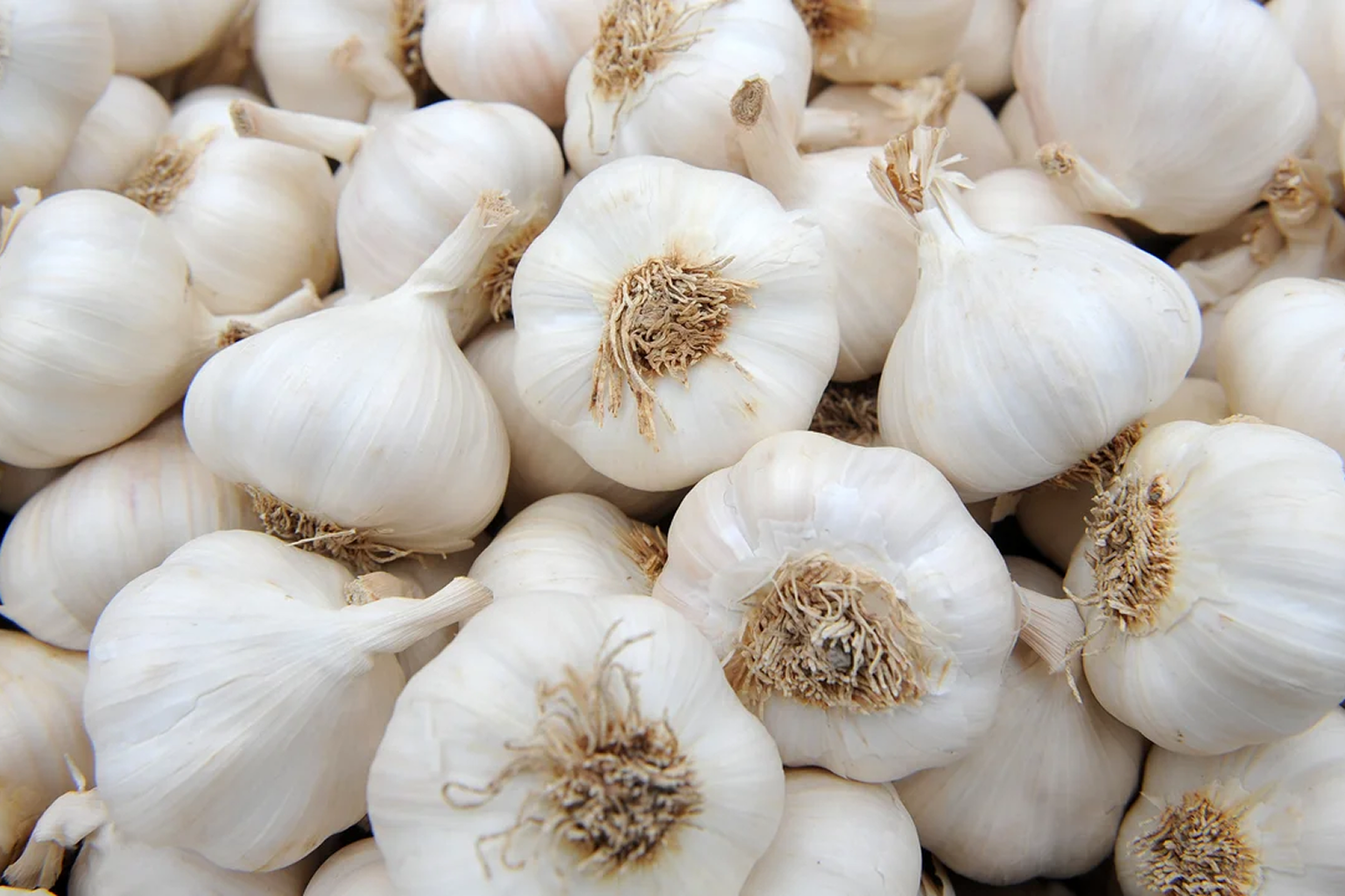 Garlic