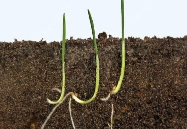 Germination and Vegetative Growth of Khapli wheat 2