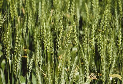 Grain Filling and Ripening