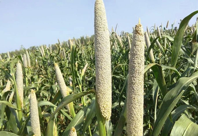 Grain Filling of Bajra