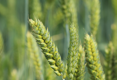 Grain filling stage of wheat