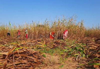 Harvesting Stage of Bajra