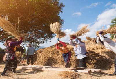 Harvesting and Threshing and Winnowing