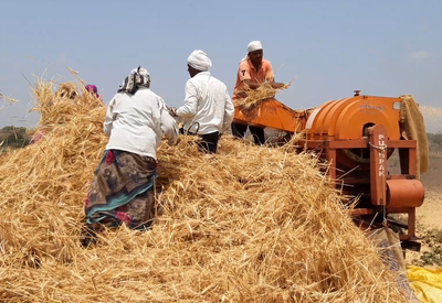 Harvesting of wheat