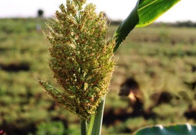 Heading and flowering