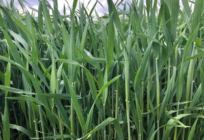 Heading stage of wheat