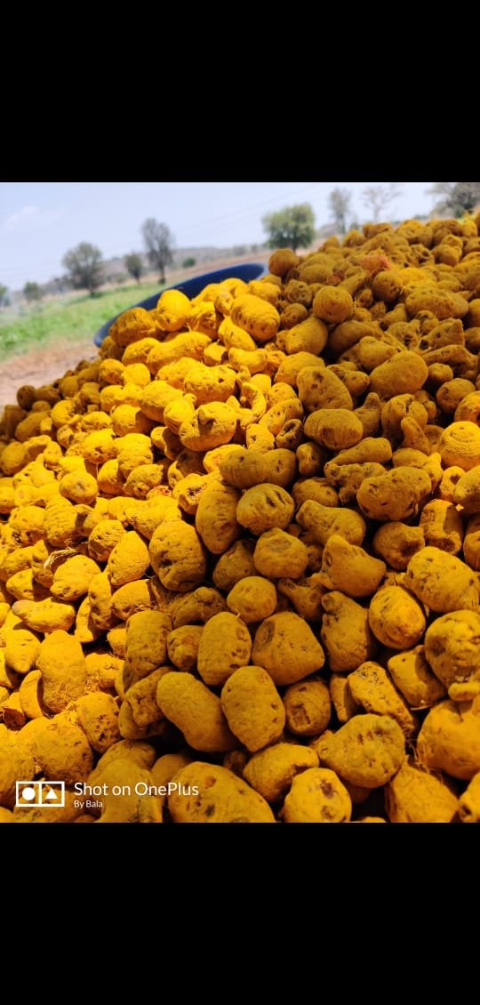 Polished Turmeric