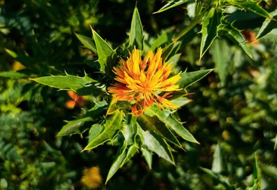 Flowering Stage Of Safflower