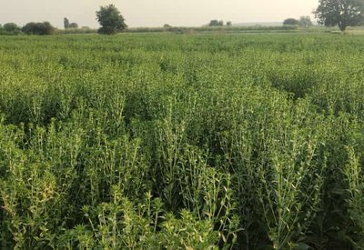 Stem Elongation Stage Of Safflower