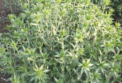 Branching Stage Of Safflower