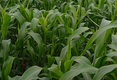 Jowar cultivation