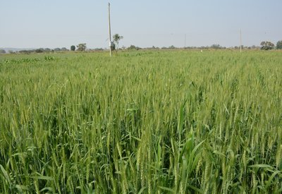 Khapli Wheat Cultivation