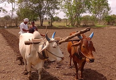Lokwan wheat Sowing