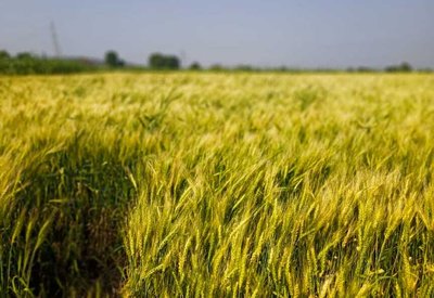 Lokwan Wheat Cultivation