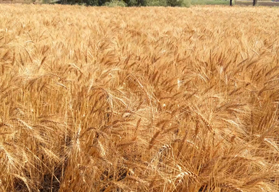 Maturity stage of wheat