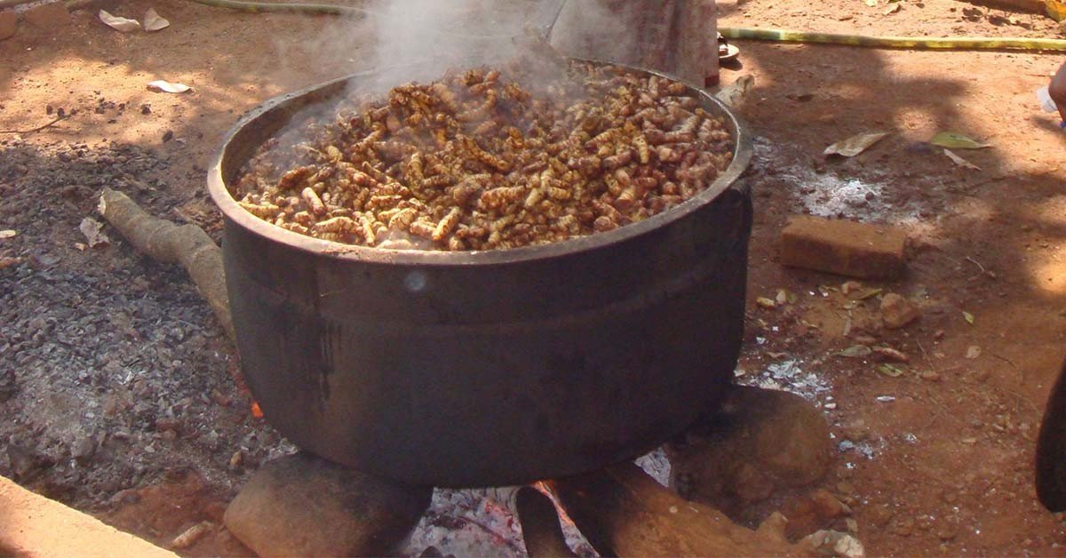 Turmeric Boiling