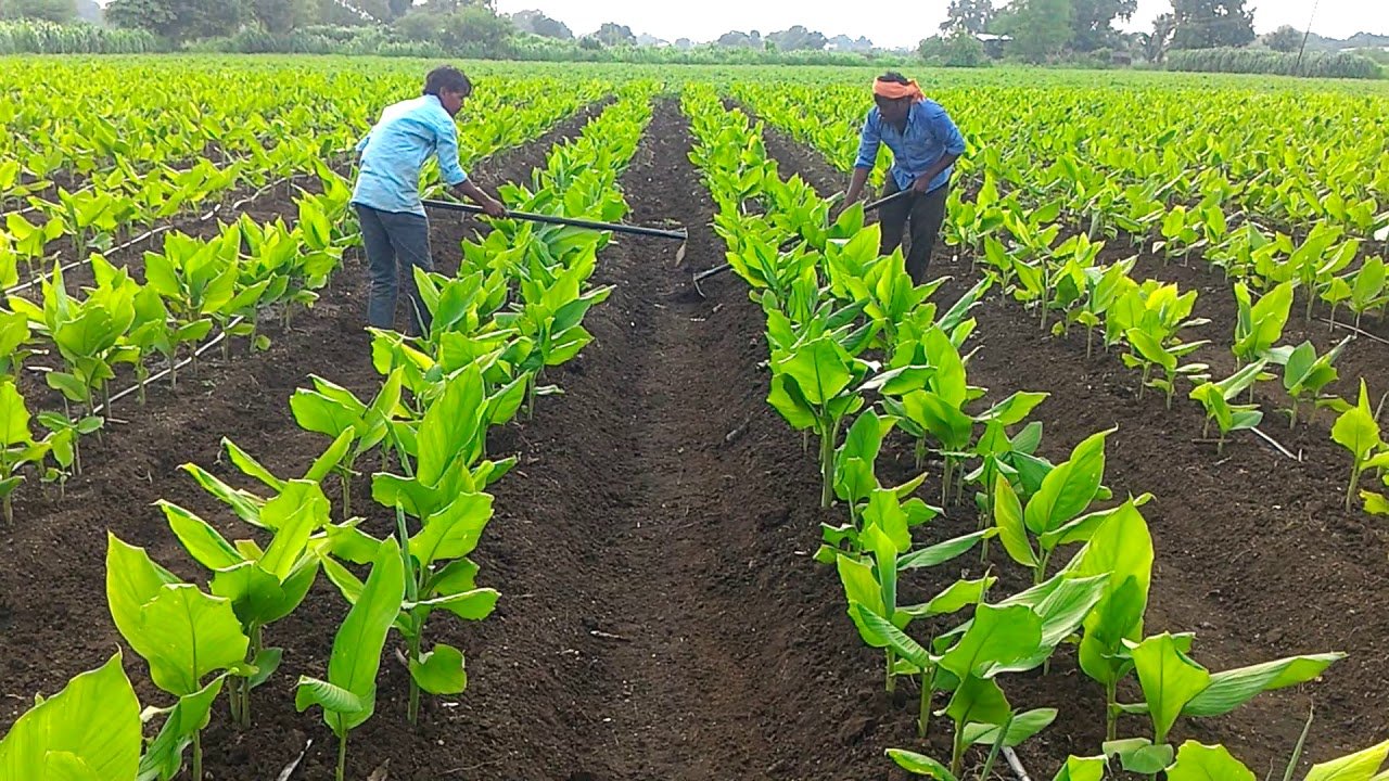 Turmeric Cultivation