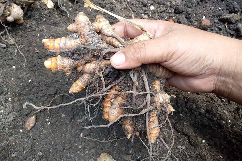 Turmeric Harvesting