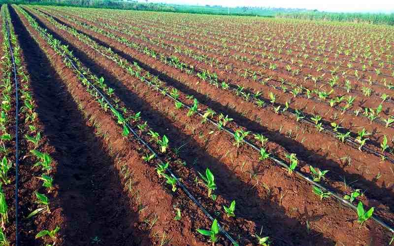 Turmeric Irrigation